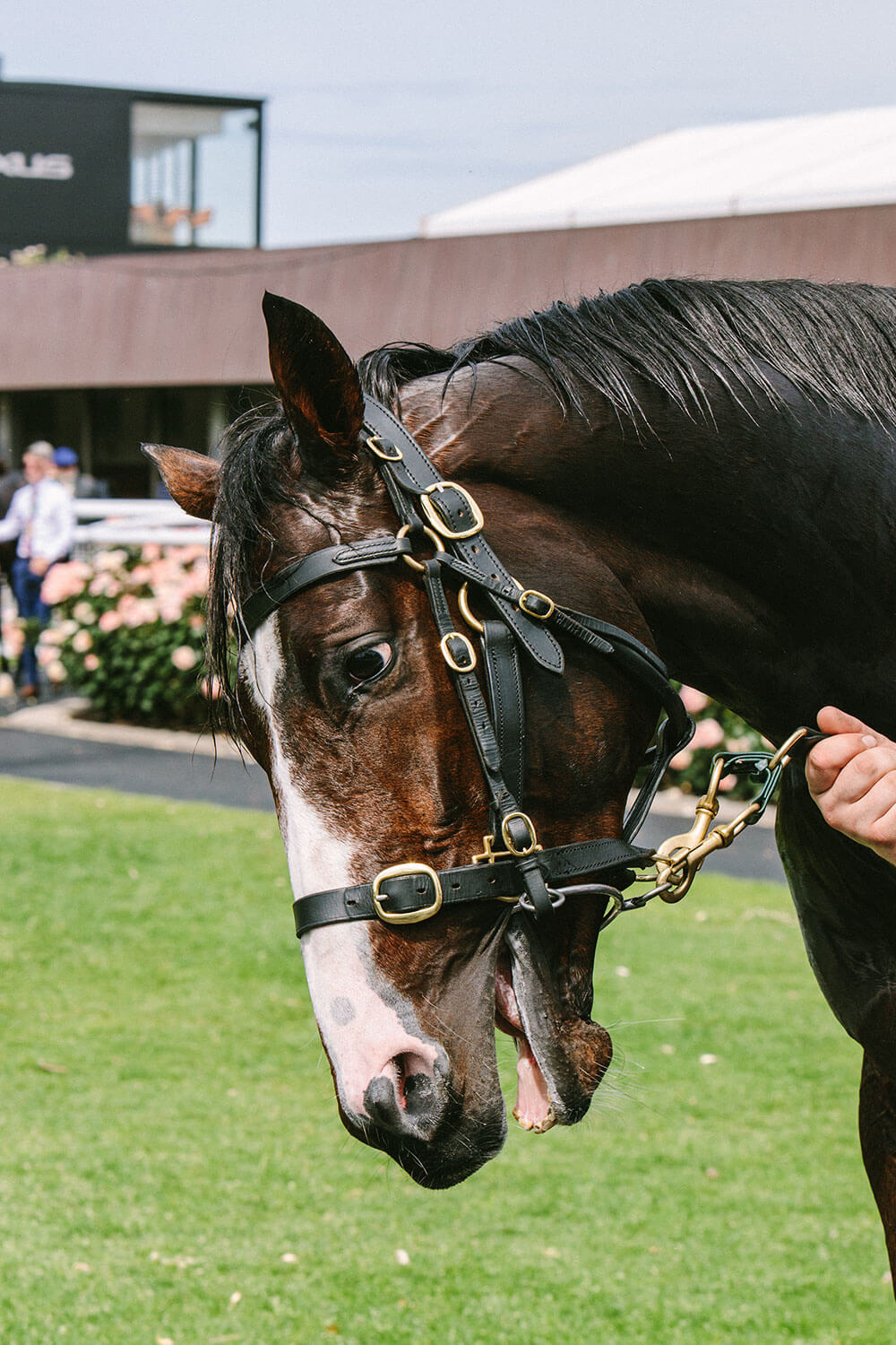 CPR-MelbourneCup2019-40