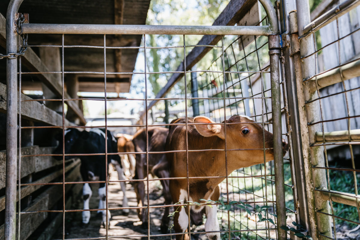 Woodford-Cows-Calf-ALQ-Nov-2021-0030(1)