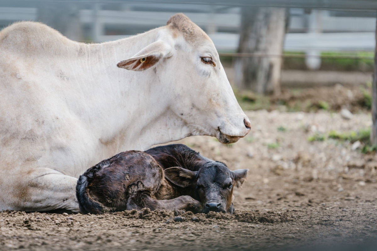 alq-jbs-cows-calf-42