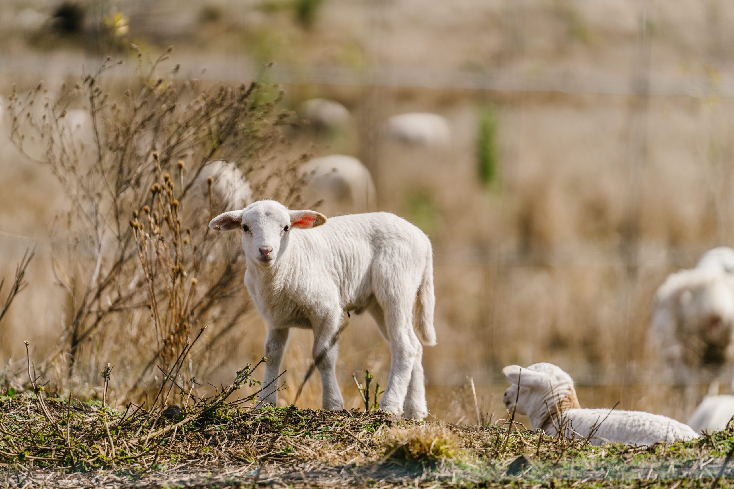 alq-kingaroy-pigs-sheep-swickers-6