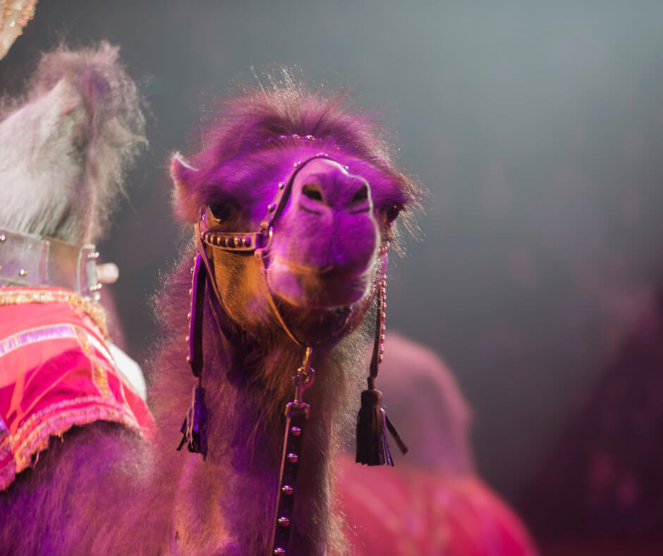 circus-camel