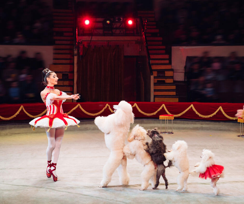 circus-dogs