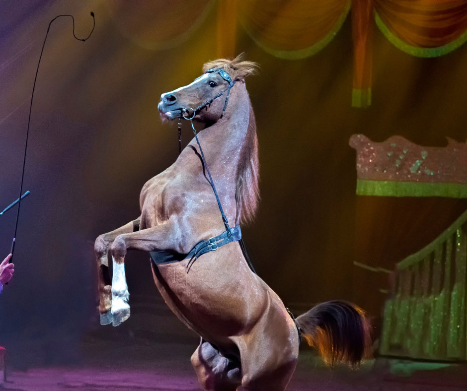 circus-horse
