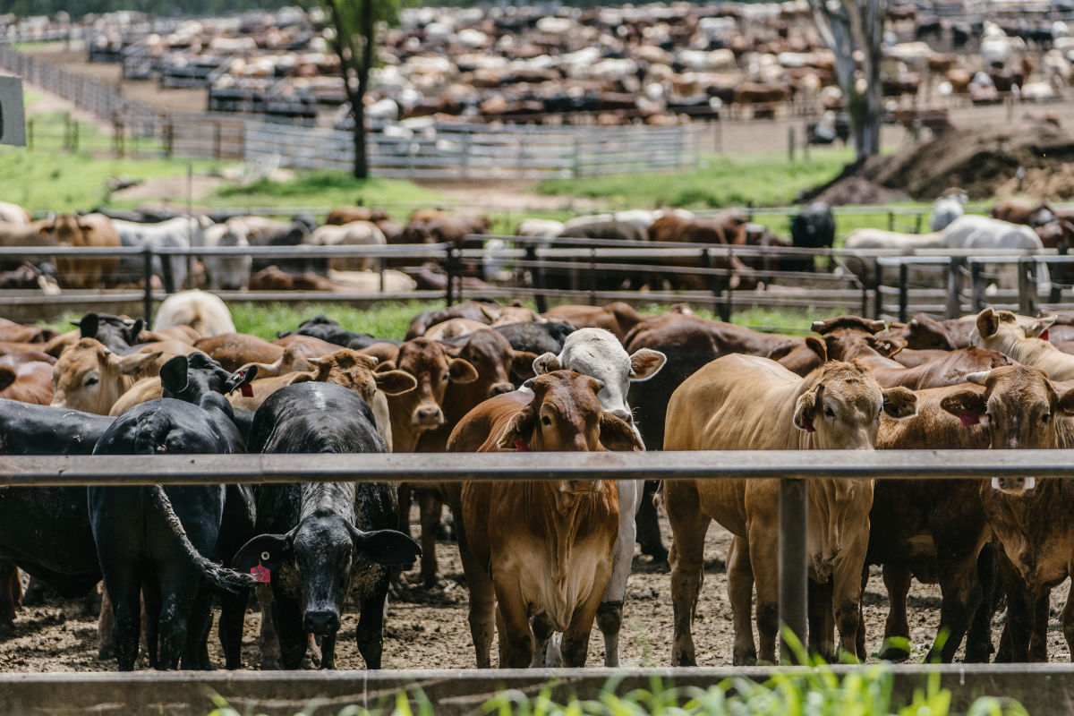 kingaroy-trucks-pigs-feedlot-ALQ-Nov-2021-0034