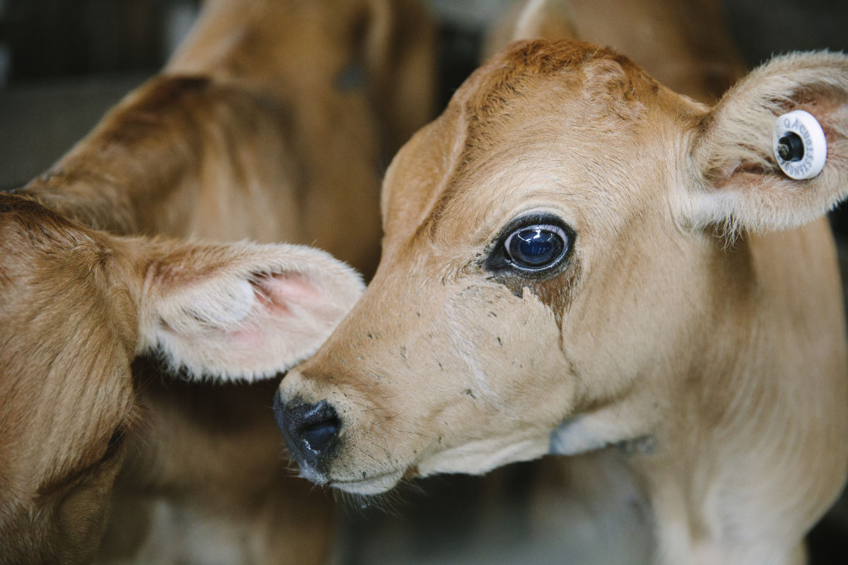 woodfordsaleyards27_11_17-0013