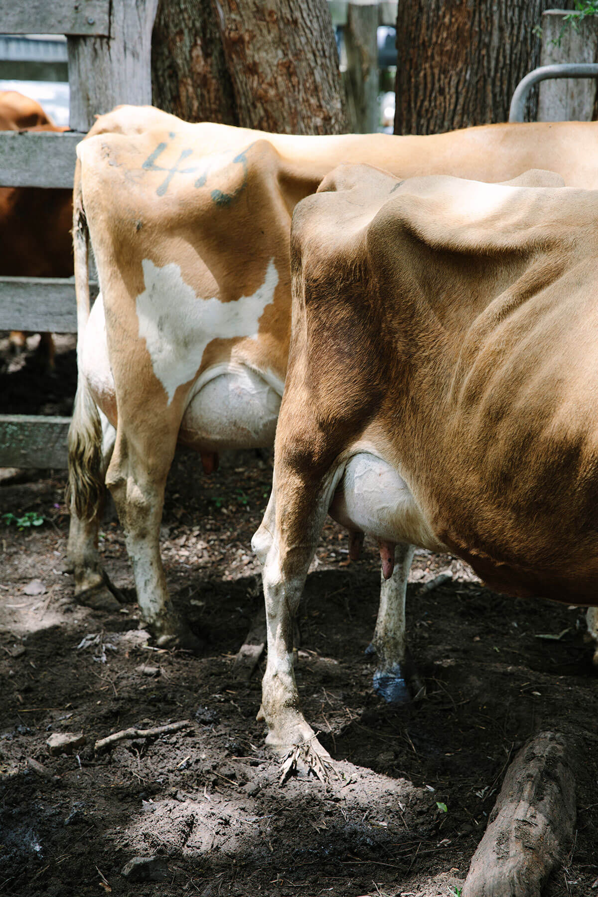 woodfordsaleyards27_11_17-0018