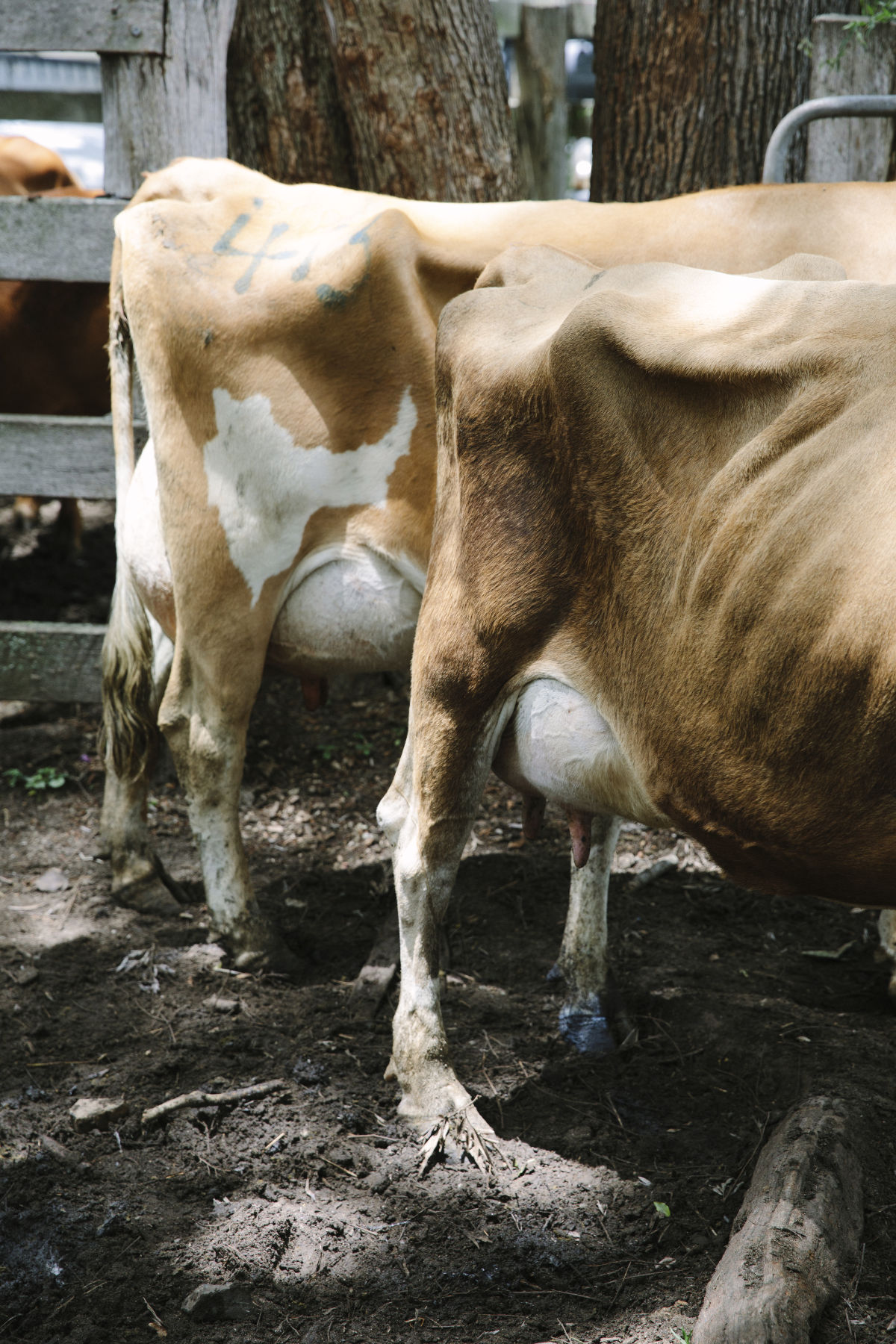 woodfordsaleyards27_11_17-0018