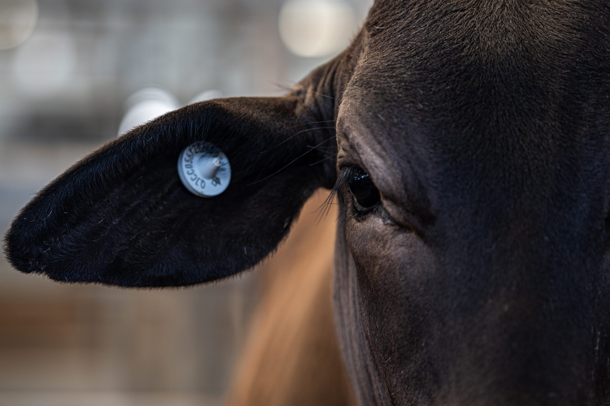 9.12.2020_Dalby Sale Yards_16