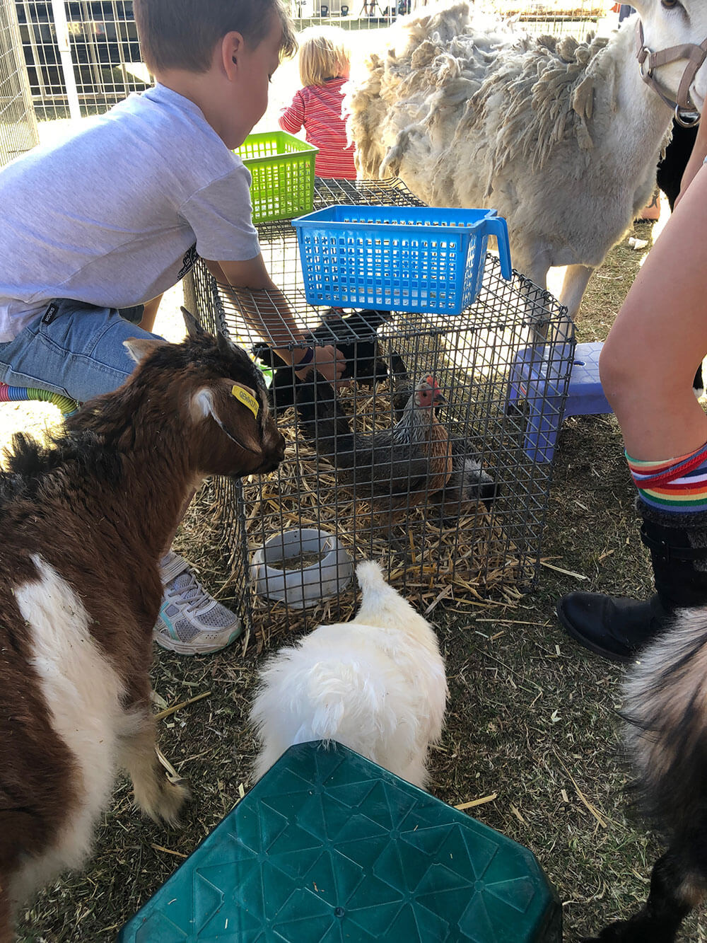 Stop-Petting-Zoos-3